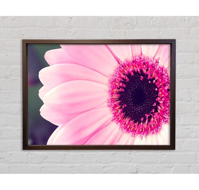 Gerbera Daisy Centre - Einzelner Bilderrahmen Kunstdrucke auf Leinwand Ebern Designs Größe: 84,1 cm H x 118,9 cm B x 3,3 cm T on Productcaster.