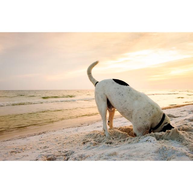 Dog Searching On Beach by Stevecoleimages - No Frame Art Prints on Canvas Beachcrest Home Size: 61cm H x 91cm W on Productcaster.