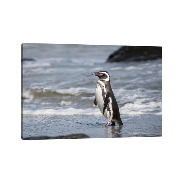 Magellanic Penguin, Falkland Islands. by Martin Zwick - Wrapped Canvas Photograph House of Hampton Size: 30.48cm H x 45.72cm W x 1.905cm D on Productcaster.