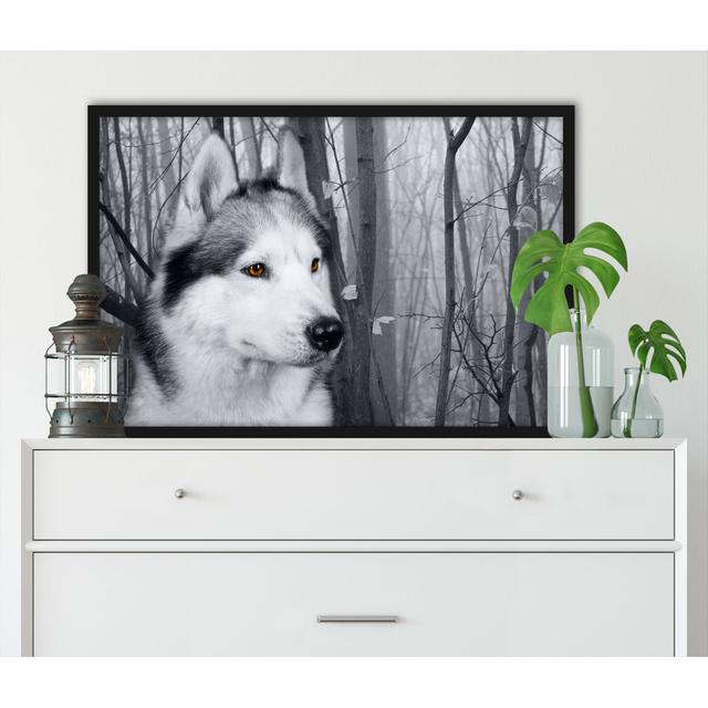 Gerahmtes Bild "Watchful Husky" ModernMoments Größe: 55 cm H x 40 cm B x 2.5 cm T on Productcaster.