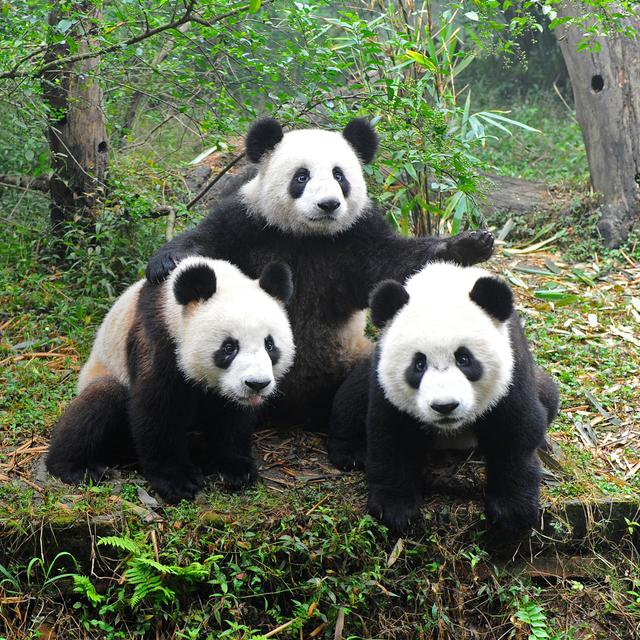 Giant Pandas Posing by Hung_Chung_Chih - Wrapped Canvas Print Latitude Run Size: 30cm H x 30cm W on Productcaster.