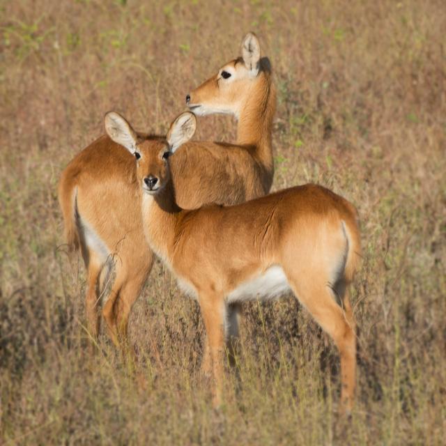 Puku - Zambia by Scott Bennion - Wrapped Canvas Print Alpen Home Size: 91cm H x 91cm W x 3.8cm D on Productcaster.