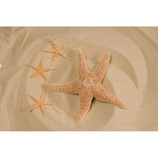 Four Starfish In Sand House of Hampton Size: 30cm H x 46cm W x 3.8cm D on Productcaster.