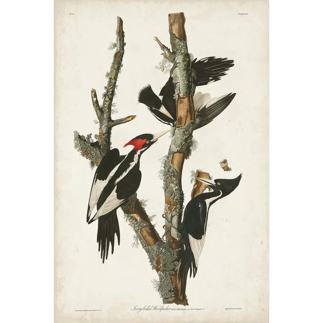 Leinwandbild Pl. 66 Ivory-Billed Woodpecker von John Audubon Marlow Home Co. Größe: 122cm H x 81cm B on Productcaster.