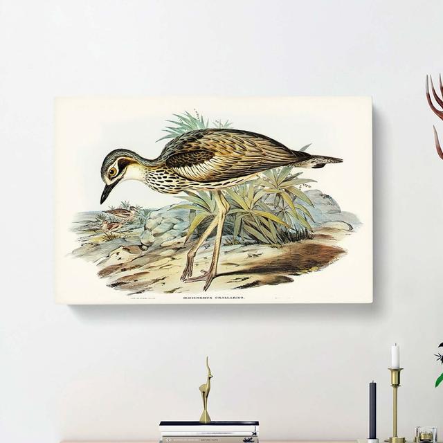 Southern Stone-Plover by Elizabeth Gould - Wrapped Canvas Painting Print East Urban Home Size: 35cm H x 50cm W x 3cm D on Productcaster.