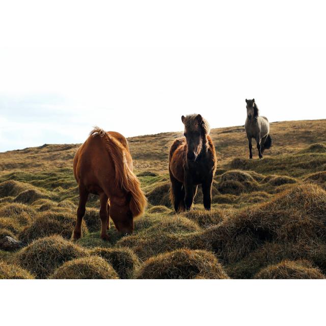 Horses Roaming And Eating Field - Wrapped Canvas Art Prints Natur Pur Size: 20cm H x 30cm W on Productcaster.