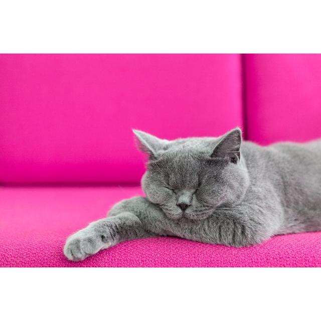 Cat Nap by Acmanley - Wrapped Canvas Print 17 Stories Size: 61cm H x 91cm W on Productcaster.