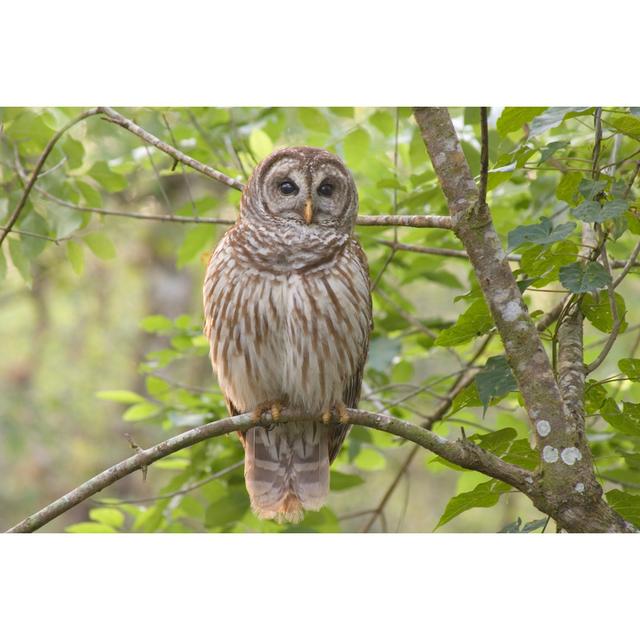 Barred Owl Perched In Forest by KenCanning - No Frame Art Prints on Canvas Alpen Home Size: 81cm H x 122cm W on Productcaster.