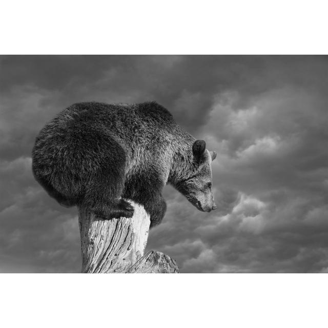 Bear Squatting - Wrapped Canvas Photograph Alpen Home Size: 61cm H x 91cm W x 3.8cm D on Productcaster.