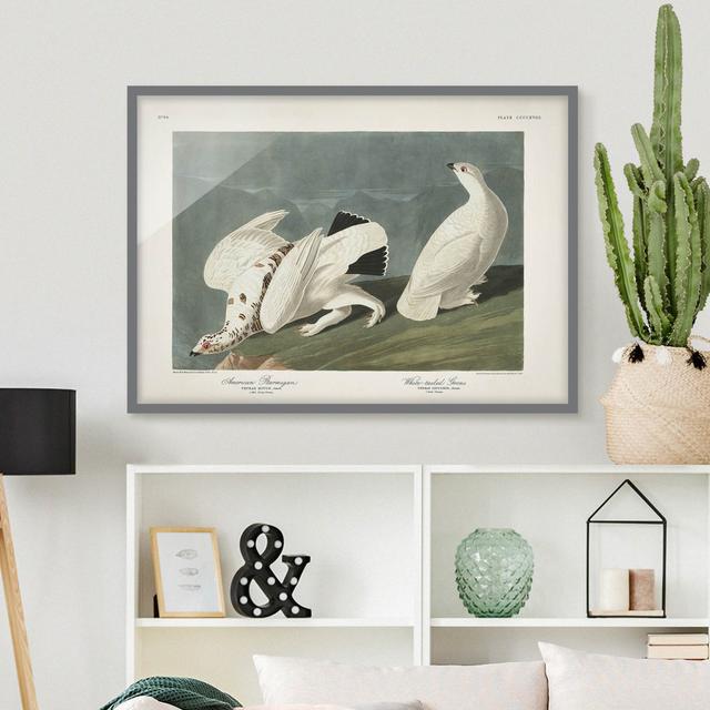 Vintage Instructional Panel Grouse - Picture Frame Graphic Art Rosalind Wheeler Size: 70cm H x 100cm W x 2cm D, Frame Option: Grey on Productcaster.