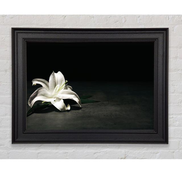 White Lilly On The Floor - Single Picture Frame Art Prints Ebern Designs Size: 21cm H x 29.7cm W on Productcaster.