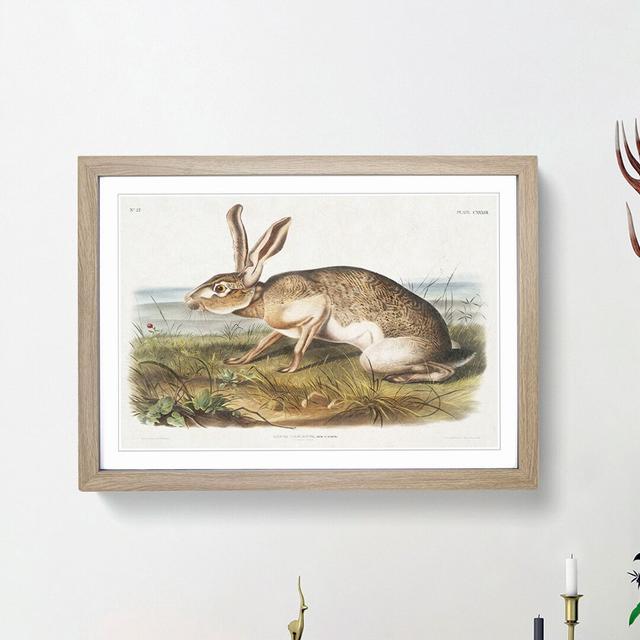 Texan Hare by J.W. Audubon - Picture Frame Art Print East Urban Home Size: 36cm H x 48cm W x 2cm D, Frame Option: Oak Framed on Productcaster.