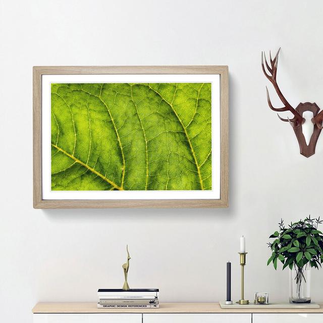 Leaf Veins - Picture Frame Graphic Art Print East Urban Home Size: 45cm H x 63cm W x 2cm D, Frame Option: Oak Framed on Productcaster.