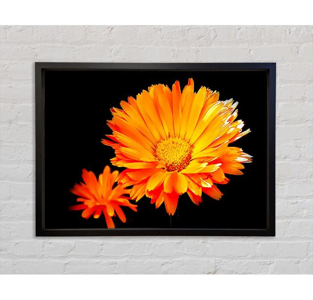 Leuchtend orangefarbene Gerberas - Druck Brayden Studio Größe: 59,7 cm H x 84,1 cm B x 3,3 cm T, Format: Schwarz gerahmte Leinwand on Productcaster.