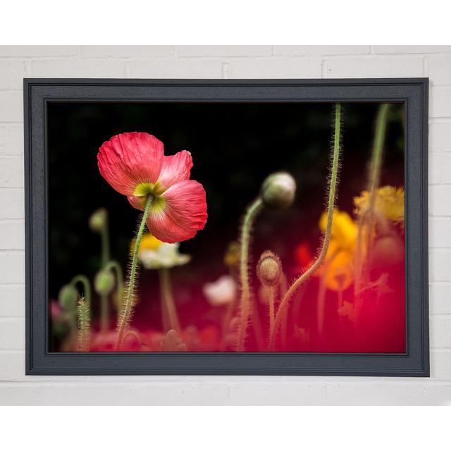 Single Picture Frame Art Prints Brayden Studio Size: 29.7cm H x 42cm W on Productcaster.