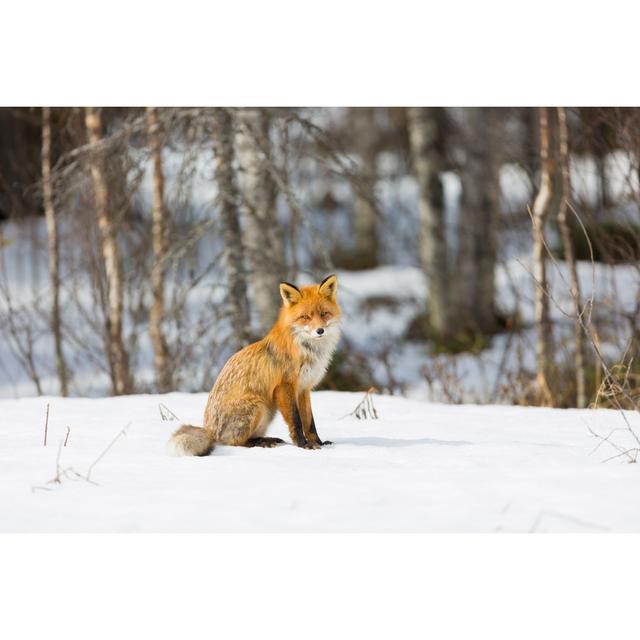 Fairley Red Fox In Winter - Wrapped Canvas Photograph Alpen Home Size: 81cm H x 122cm W x 3.8cm D on Productcaster.