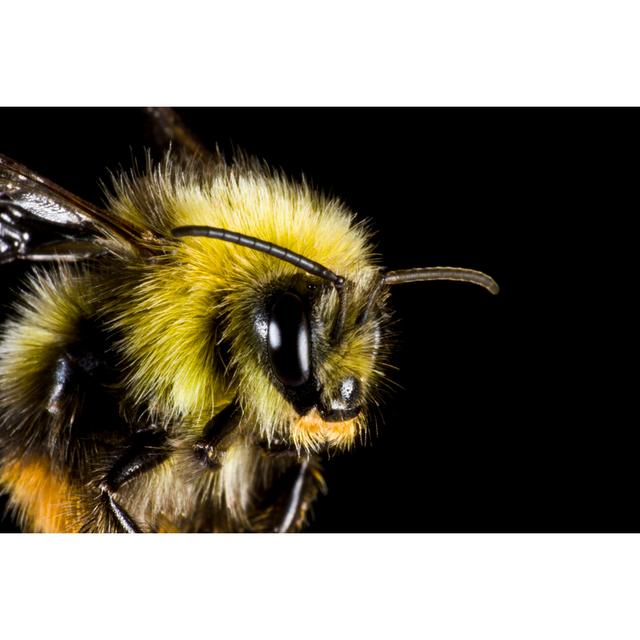 Bumblebee In Close Up by Gewoldi - Wrapped Canvas Print Latitude Run Size: 30cm H x 46cm W on Productcaster.