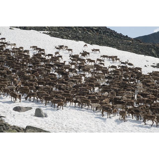 Herd Of Reindeers by Gooddenka - Wrapped Canvas Print Alpen Home Size: 30cm H x 46cm W on Productcaster.