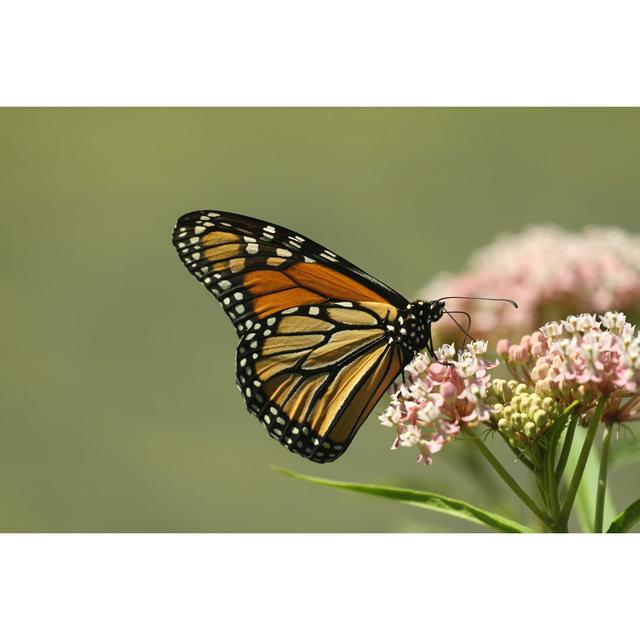 Zelda Monarch On Milkweed by Ziggy7 - Wrapped Canvas Photograph Brambly Cottage Size: 61cm H x 91cm W x 3.8cm D on Productcaster.