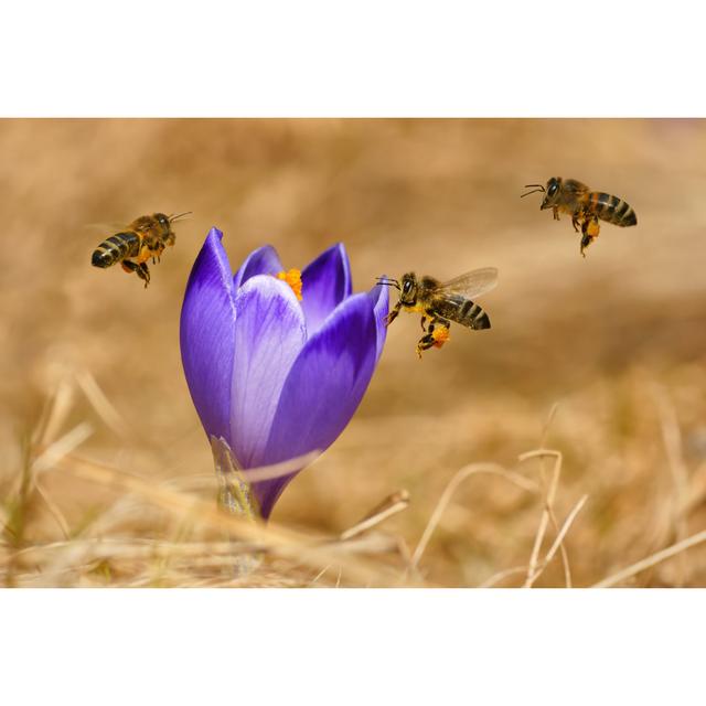 Honeybees by MirekKijewski - Wrapped Canvas Art Prints ClassicLiving Size: 51cm H x 76cm W on Productcaster.