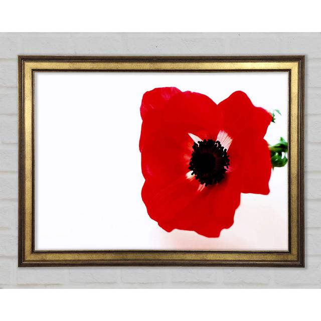 Red Poppy Centre Framed Print Latitude Run Size: 59.7cm H x 84.1cm W x 1.5cm D on Productcaster.