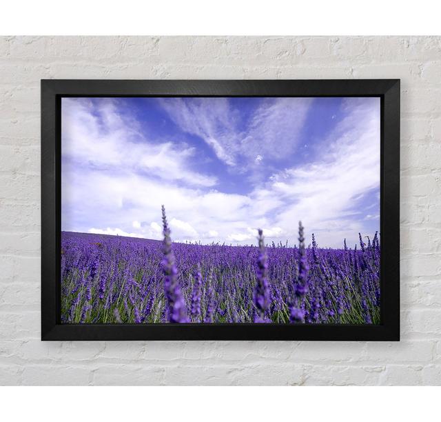 Gerahmter Fotodruck Lavender Field In The Sky Maison Alouette Format: Poster mit silberfarbenem Rahmen, Größe: 100,1 cm H x 141,4 cm B x 3,4 cm T on Productcaster.