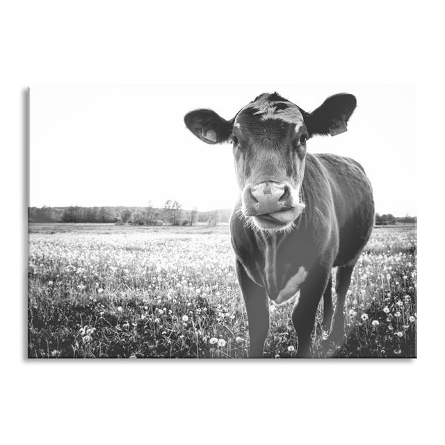 Cow In A Buttercup Meadow - No Frame Print on Glass Brambly Cottage Size: 70cm H x 100cm W x 0.4cm D, Colour: Black/White on Productcaster.