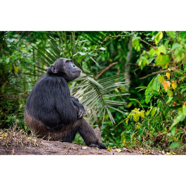 Chimpanzee Relaxing In The Jungle, Wildlife Shot, Kibale/Uganda by Guenterguni - No Frame Print on Canvas 17 Stories Size: 61cm H x 91cm W on Productcaster.