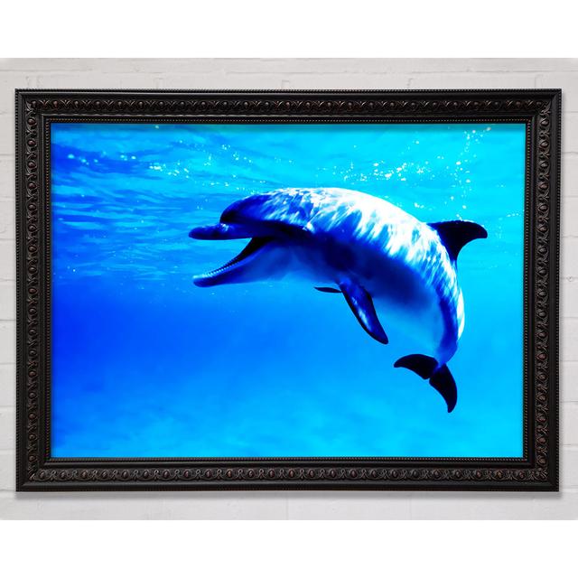 Dolphin Talk - Single Picture Frame Art Prints Bright Star Size: 21cm H x 29.7cm W on Productcaster.