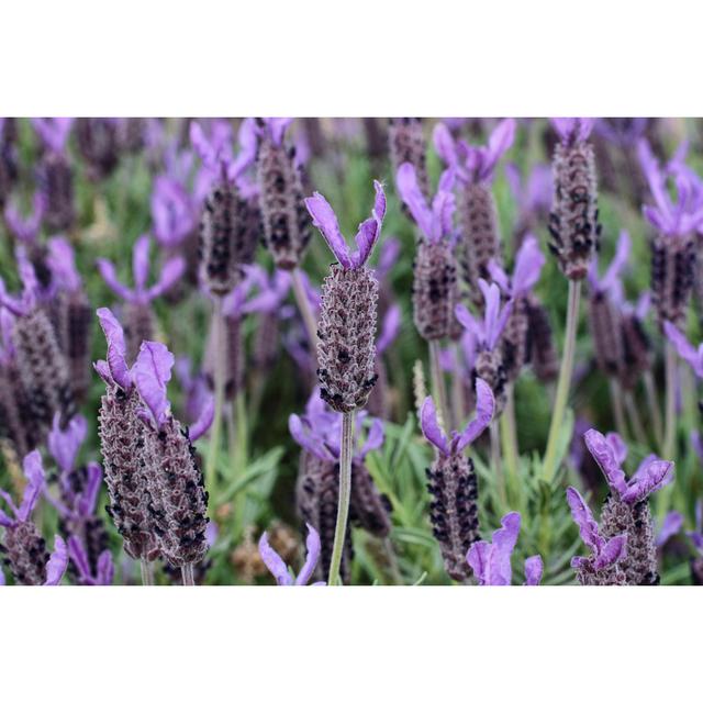 Lavandula Stoechas by Whiteway - Wrapped Canvas Print Lily Manor Size: 81cm H x 122cm W x 3.8cm D on Productcaster.