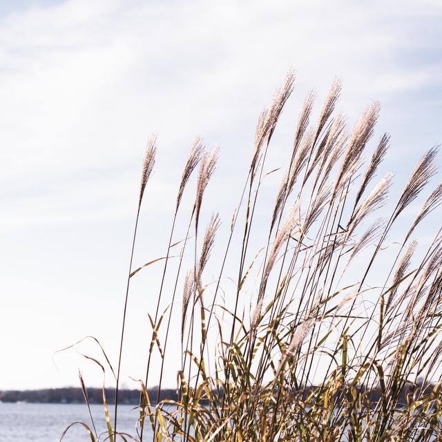 52921a-Fall Grasses Highland Dunes Size: 30cm H x 30cm W on Productcaster.