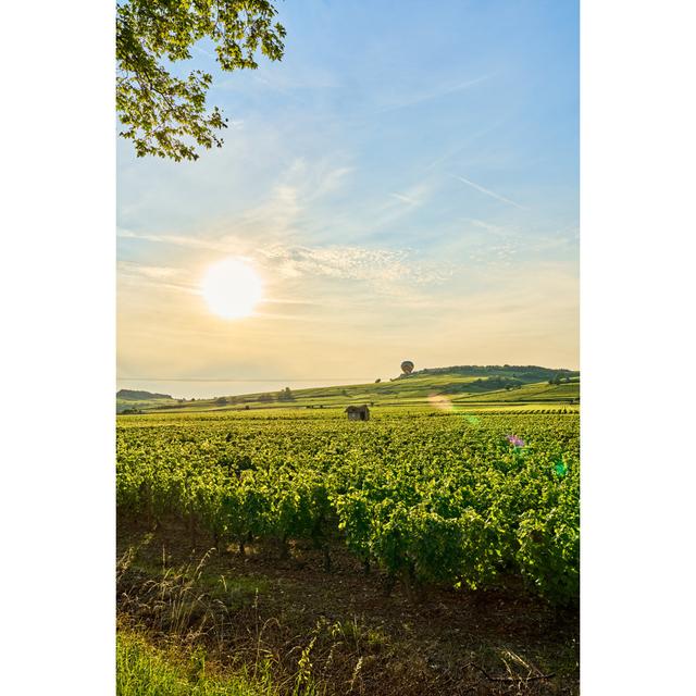 Pownal Balloon Over Green Vineyards - Wrapped Canvas Photograph Latitude Run Size: 30cm H x 20cm W x 3.8cm D on Productcaster.