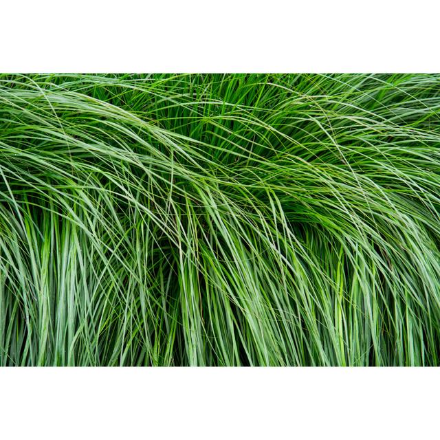 Waved Long Grass by Beeldbewerking - No Frame Art Prints on Canvas 17 Stories Size: 81cm H x 122cm W on Productcaster.