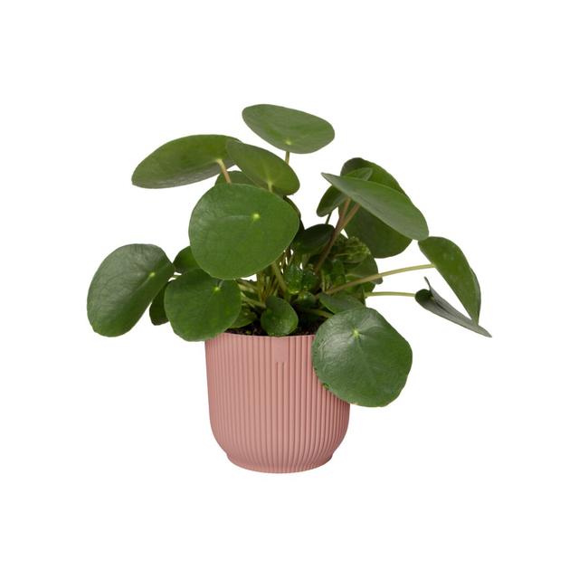 Pot Planter Elho Size: 23cm H x 25cm W x 25cm D, Colour: Delicate Pink on Productcaster.