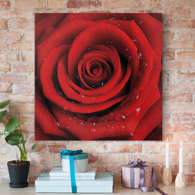 Leinwandbild Rote Rose mit Wassertropfen Canora Grey Größe: 50 cm H x 50 cm B, Format: 330g/m² Recycled Canvas on Productcaster.