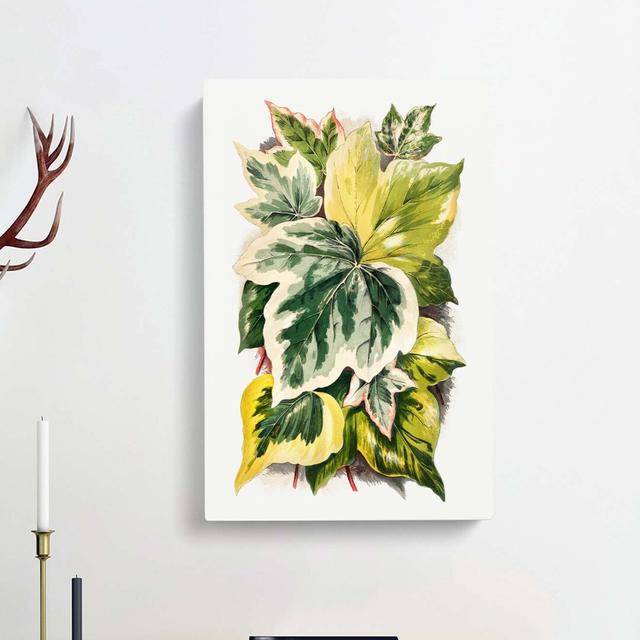 Various Ivy Leaves by Shirley Hibberd - Wrapped Canvas Painting Print East Urban Home Size: 76cm H x 50cm W x 3cm D on Productcaster.