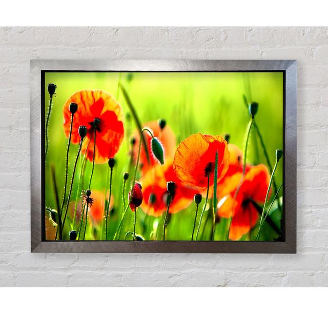 Beautiful Poppies - Single Picture Frame Print Brayden Studio Format: Black Framed Wood, Size: 59.7cm H x 84.1cm W x 3cm D on Productcaster.