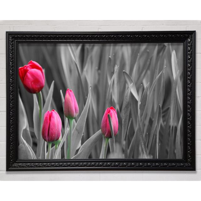 Pink Tulips Black And White - Print Bright Star Size: 21cm H x 29.7cm W on Productcaster.