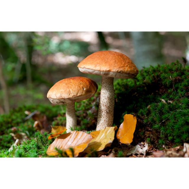 Mushroom by Hiphoto40 - Wrapped Canvas Print Marlow Home Co. Size: 30cm H x 46cm W on Productcaster.