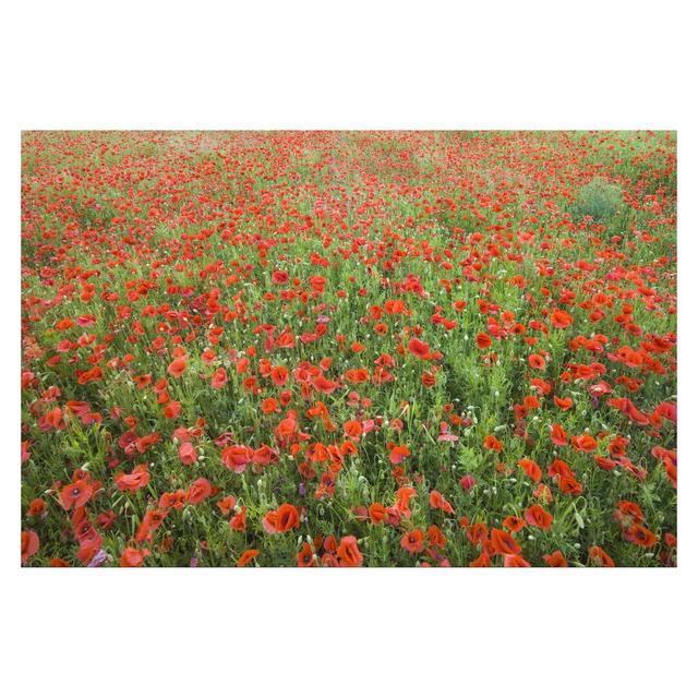 Poppy Field 1.9m x 2.88m Textured Matte Peel & Stick Wall Mural East Urban Home on Productcaster.