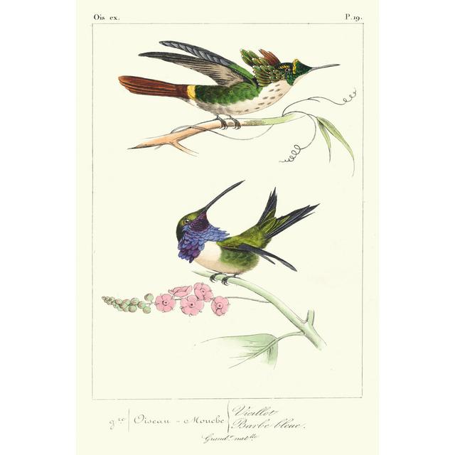 Lemaire Hummingbirds I by C.L. Lemaire - Wrapped Canvas Art Prints 17 Stories Size: 30cm H x 20cm W x 3.8cm D on Productcaster.