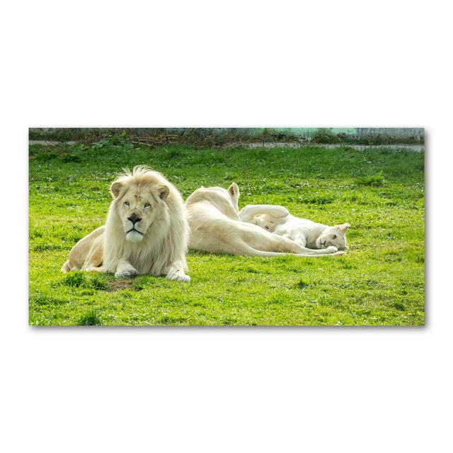 Beige Lions - Ungerahmte Kunstdrucke auf Leinwand Ebern Designs on Productcaster.