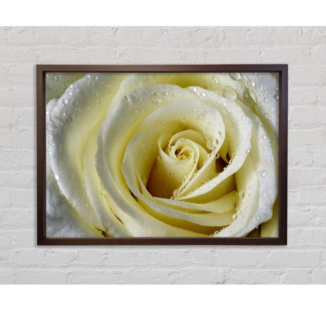 White Rose Petal Dew - Print Ebern Designs Size: 59.7cm H x 84.1cm W x 3cm D, Format: Dark Grey Framed Canvas on Productcaster.