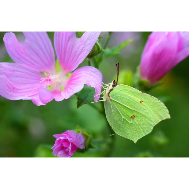 Butterfly - No Frame Photograph on Canvas Brambly Cottage Size: 50cm H x 75cm W x 1.8cm D on Productcaster.