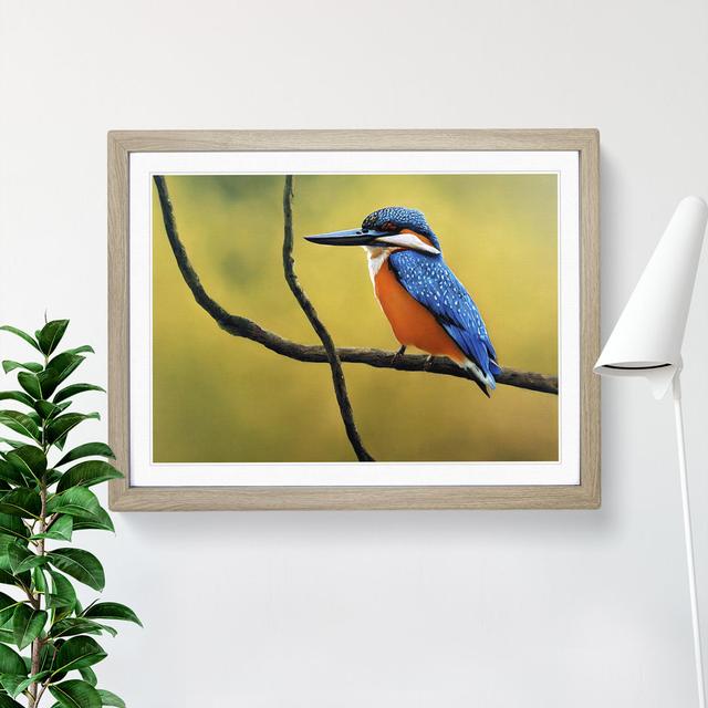 Euphoric Kingfisher Bird - Single Picture Frame Print ClassicLiving Frame Colour: Oak, Size: 25cm H x 34cm W x 2cm D on Productcaster.