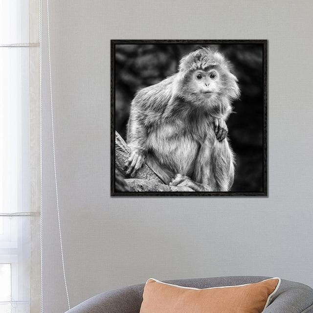 Curious by David Gardiner - Print on Canvas Ebern Designs Format: Black Framed, Size: 66.04cm H x 66.04cm W on Productcaster.