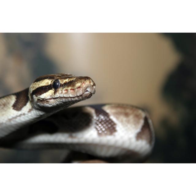 Ball Python by Kevdog818 - No Frame Art Prints on Canvas Latitude Run Size: 81cm H x 122cm W on Productcaster.