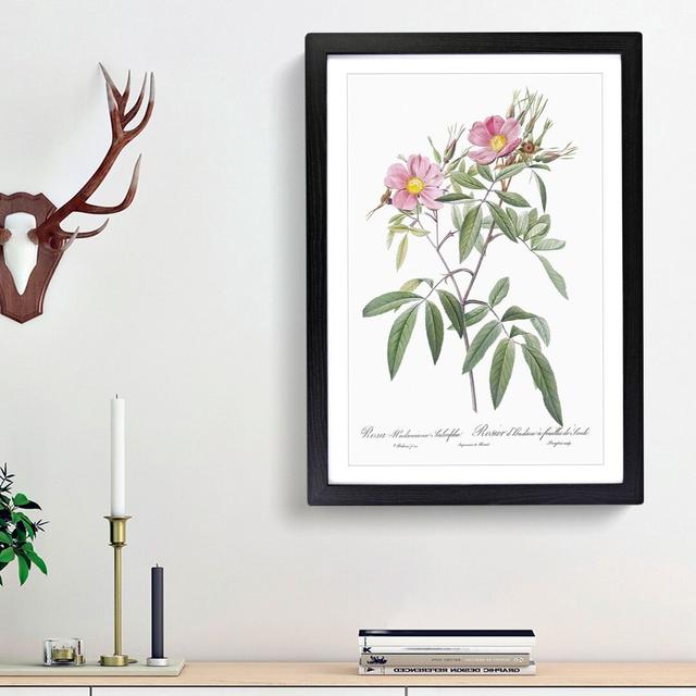 Swamp Rose in Pink by Pierre-Joseph Redoute - Picture Frame Art Prints East Urban Home Size: 48cm H x 36cm W x 2cm D, Frame Option: Black Framed on Productcaster.