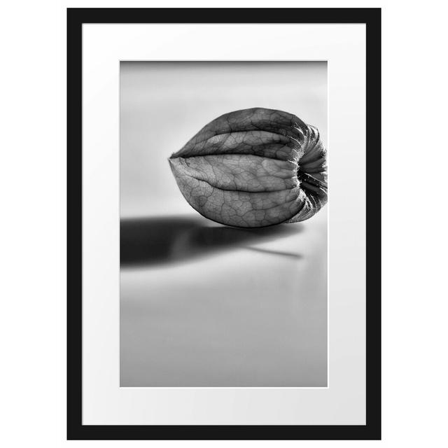 Kleine Physalis Gerahmter Fotodruck Poster East Urban Home Größe: 55 cm H x 40 cm B x 2,5 cm T, Farbe: Schwarz/Weiß on Productcaster.