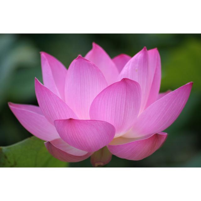 Pink Backlit Lotus by Narcisa - Wrapped Canvas Art Prints 17 Stories Size: 51cm H x 76cm W on Productcaster.